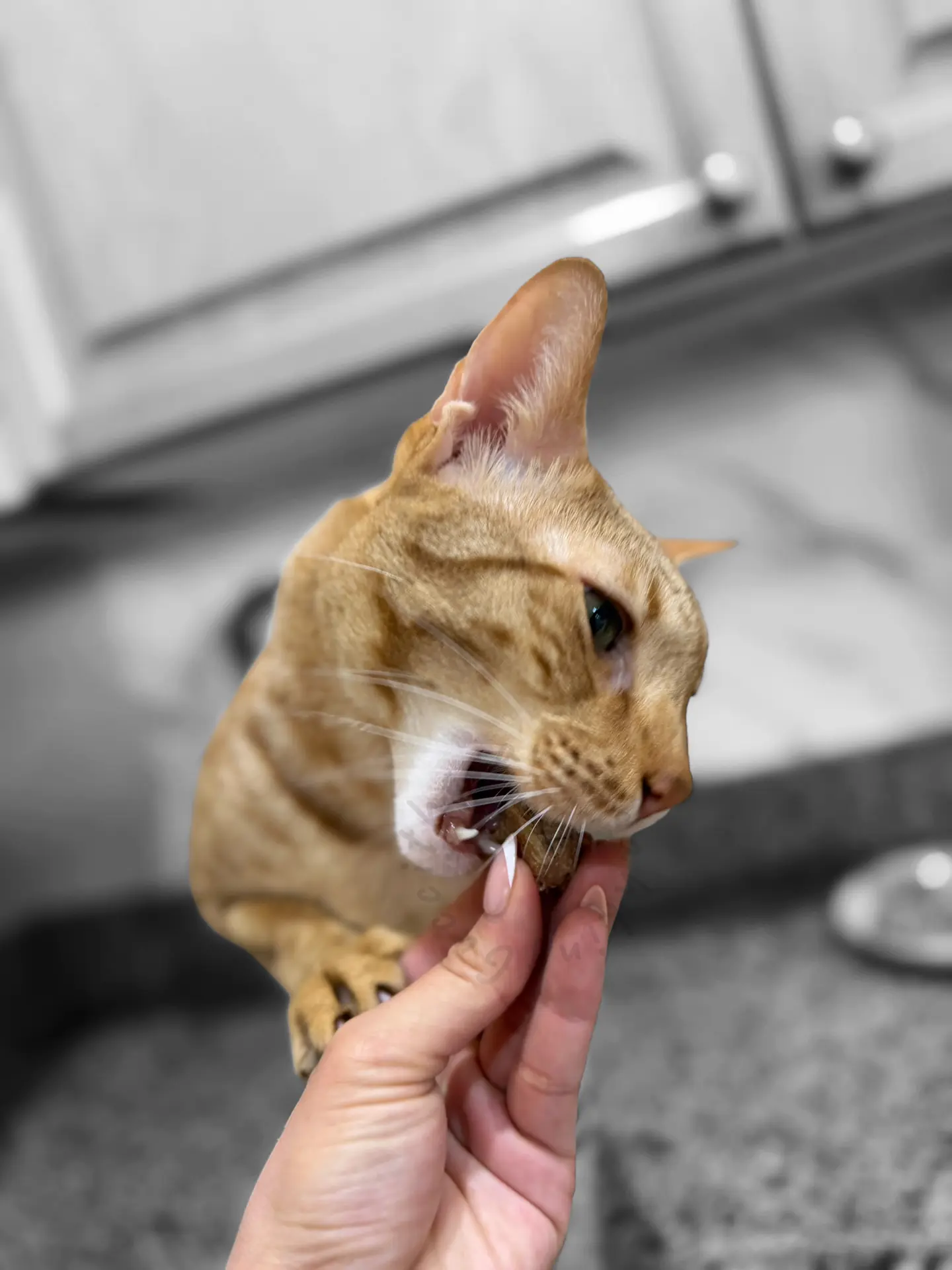 Gucci the Savannah cat eating a freeze-dried chicken heart treat