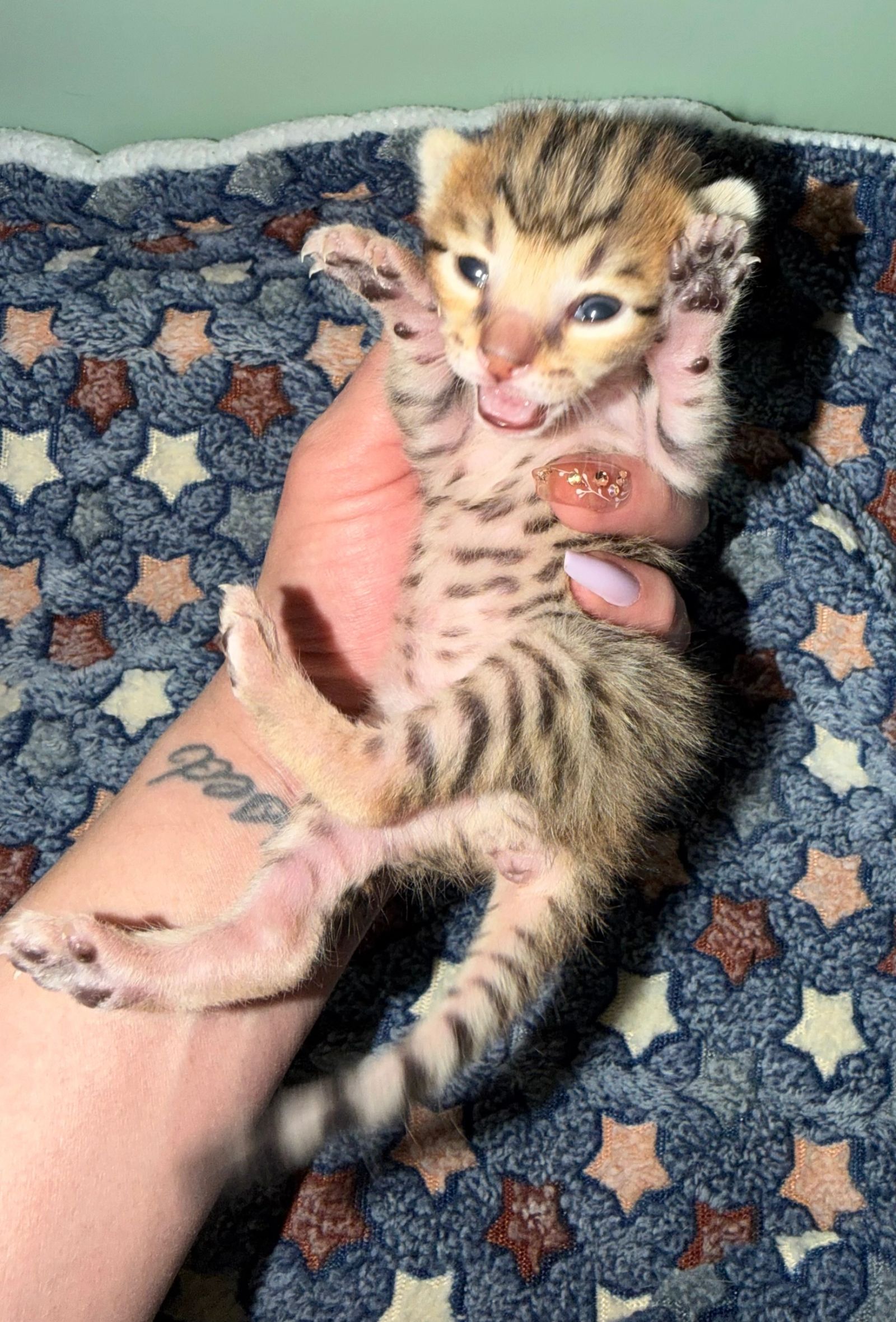 f5-savannah-cat-kitten-for-sale LVHYBRIDS cattery Bengal Maine coon