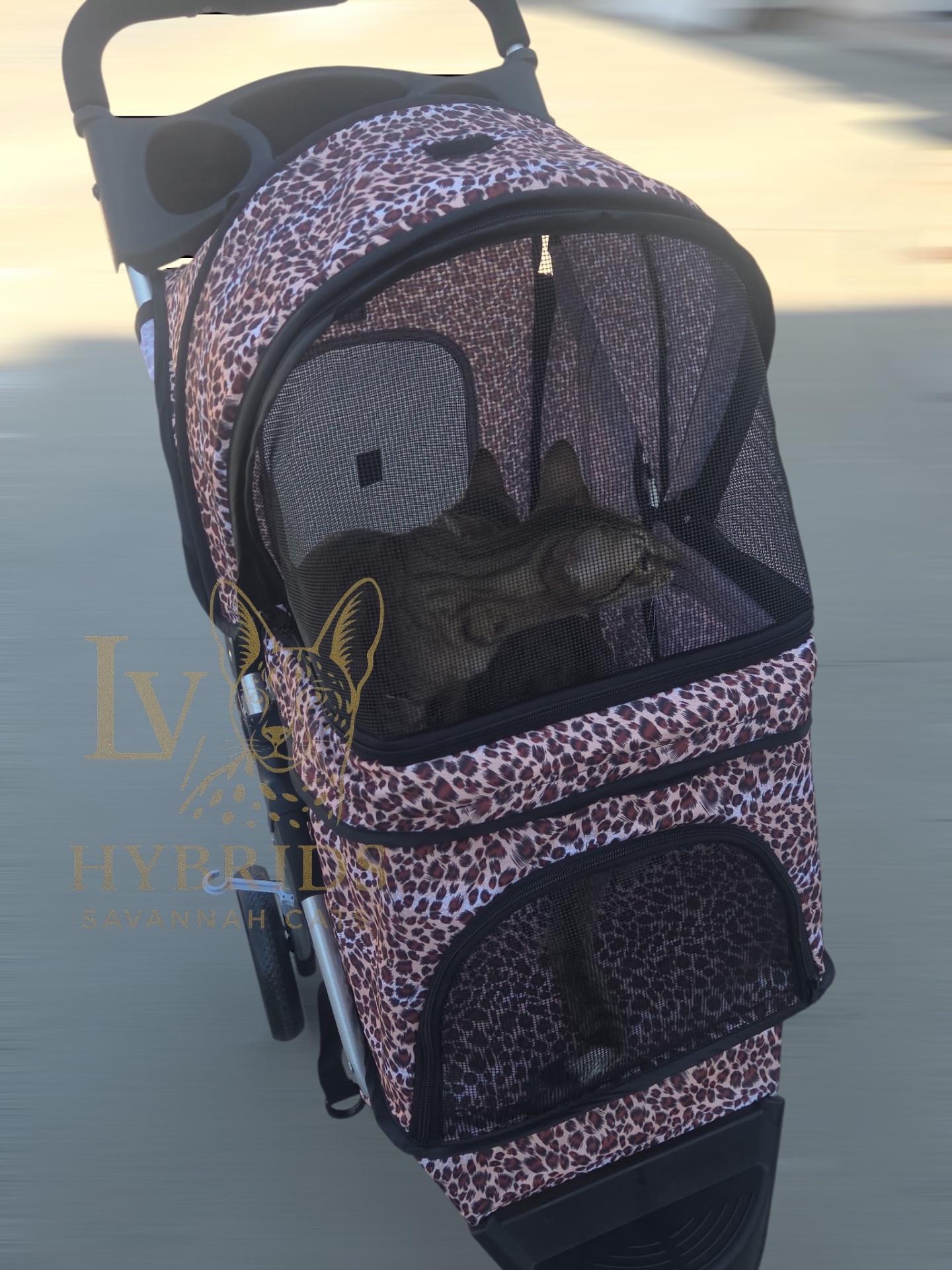 Savannah kitten riding in a leopard-print pet stroller from LVHYBRIDS