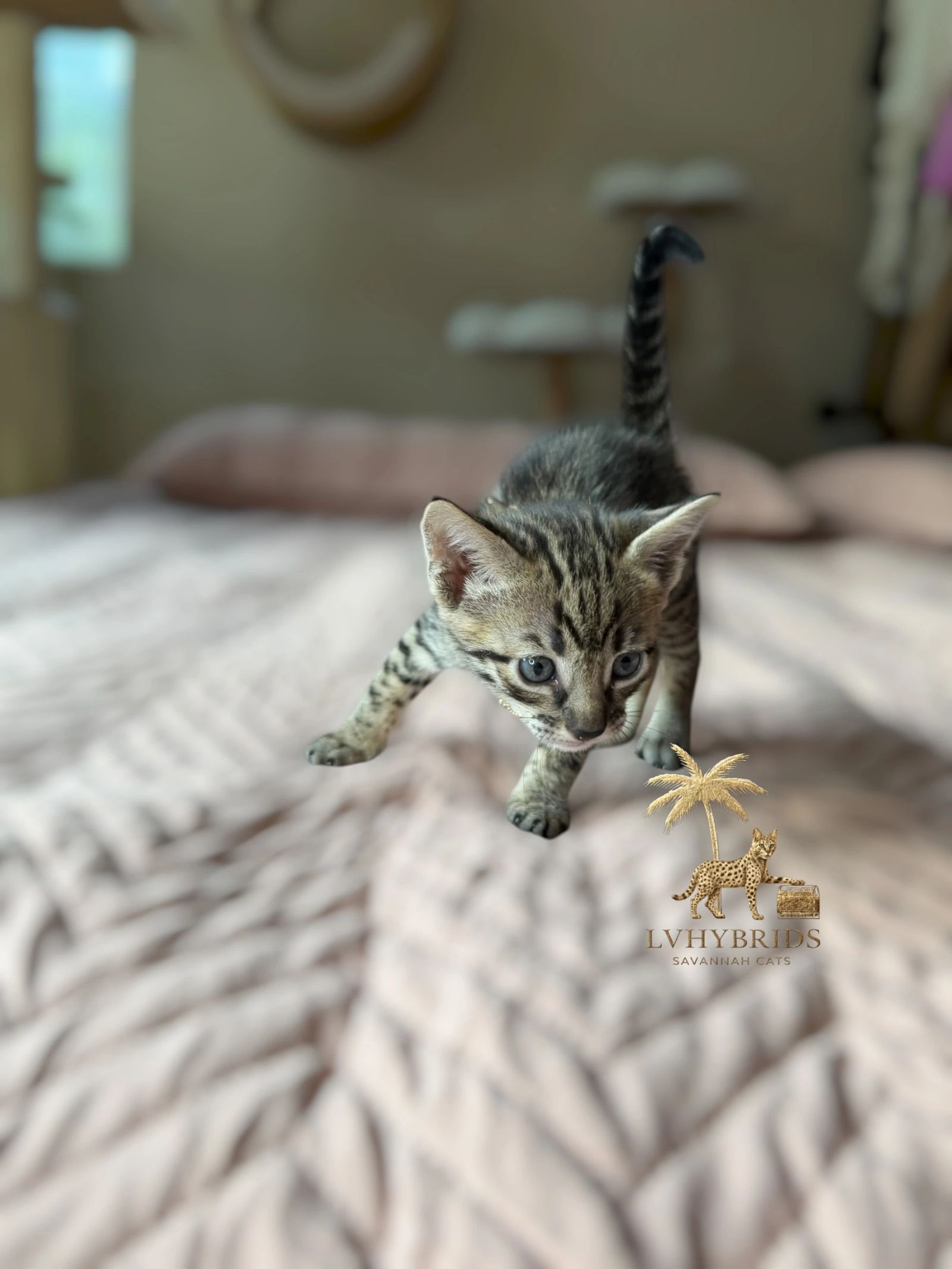 Savannah kitten for sale from LVHYBRIDS SBT cattery