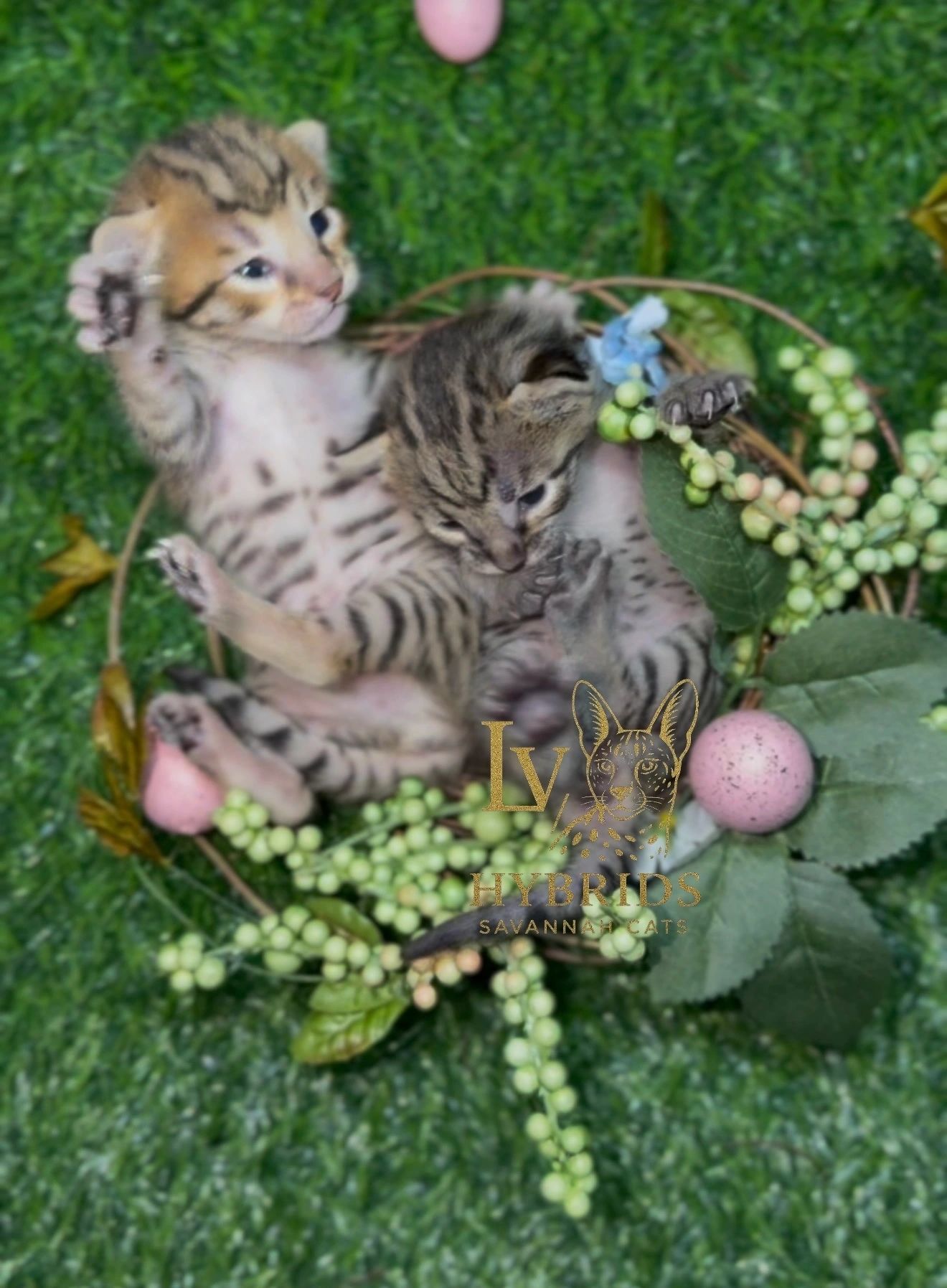 Savannah kitten for sale from LVHYBRIDS SBT cattery
