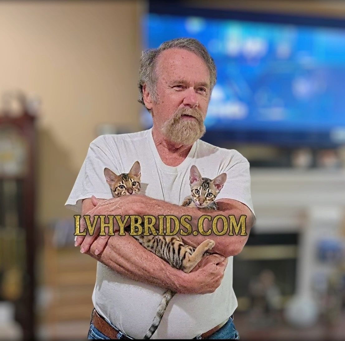 Savannah kitten for sale from LVHYBRIDS SBT cattery