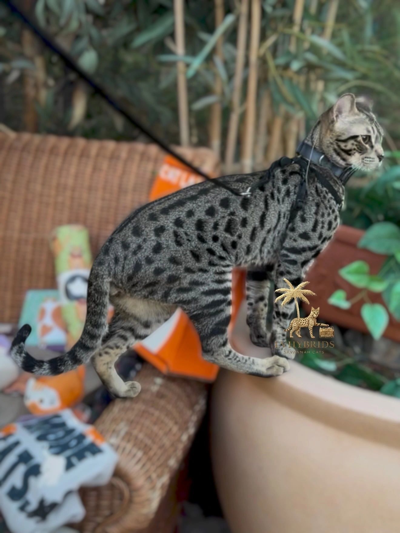 Savannah kitten for sale from LVHYBRIDS SBT cattery