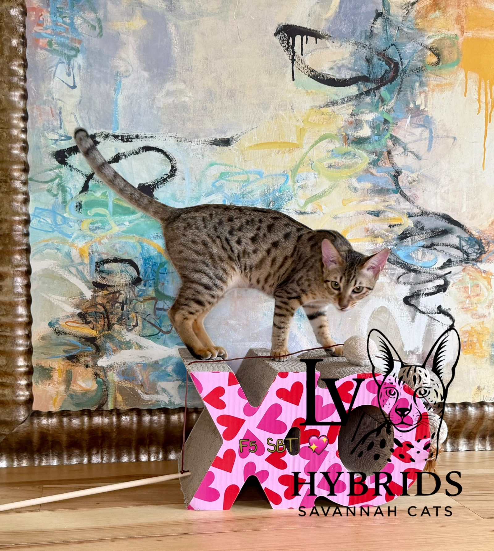 Luxury F5 SBT Savannah cat kitten for sale available to an approved home.