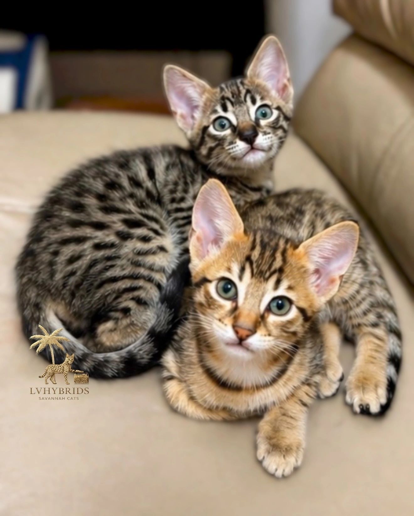 Savannah kitten for sale from LVHYBRIDS SBT cattery