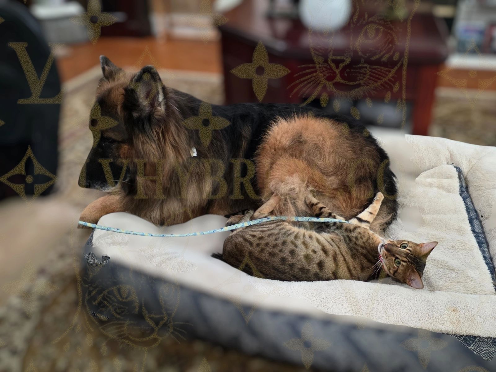 Savannah kitten for sale from LVHYBRIDS SBT cattery