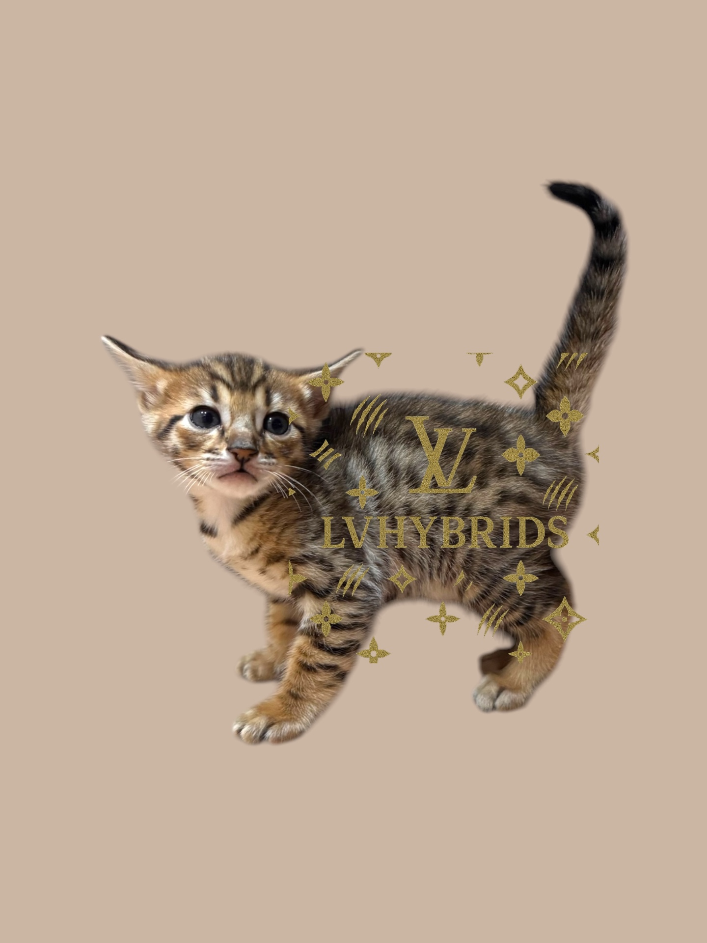 Bugatti the brown spotted tabby F5 SBT Savannah kitten from a TICA registered cattery in Nevada