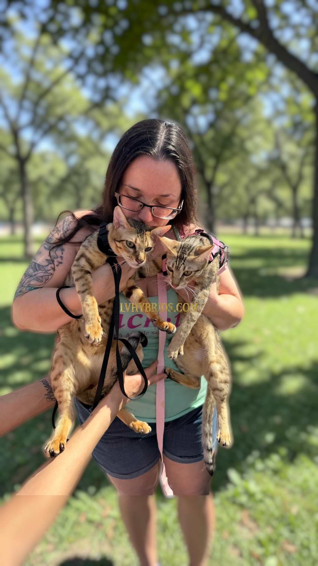Winnie and Emmie, SBT Savannah sisters from LVHYBRIDS, out on a harnessed park walk with their mom